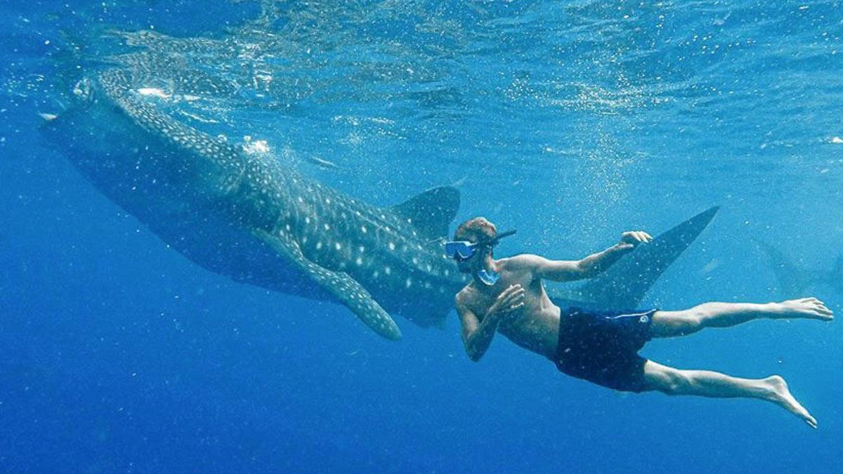 Man swimming beside whale shark in Oslob