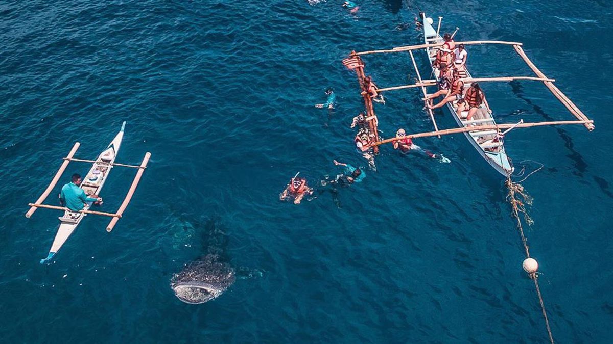 Drone shot of whale sharks in Oslob