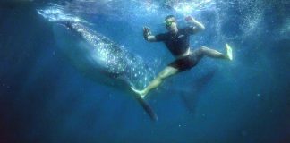 Man Swimming with Whale shark in Oslob