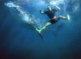 Swimming With Whale Sharks in Oslob — IG Worthy Photos at What Expense? Man Swimming with Whale shark in Oslob