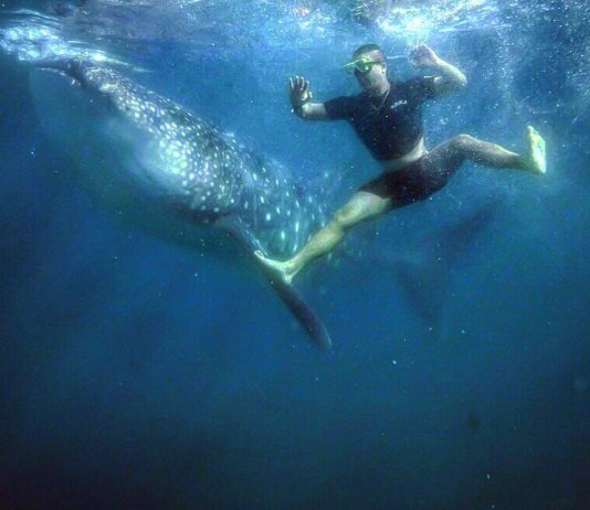 Man Swimming with Whale shark in Oslob