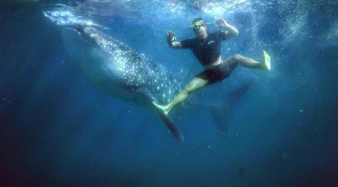 Man Swimming with Whale shark in Oslob