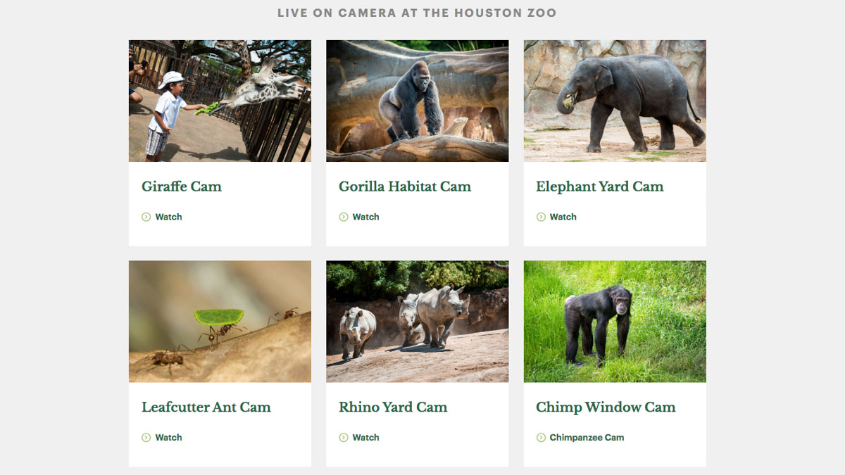 Houston Zoo - Places Around The World
