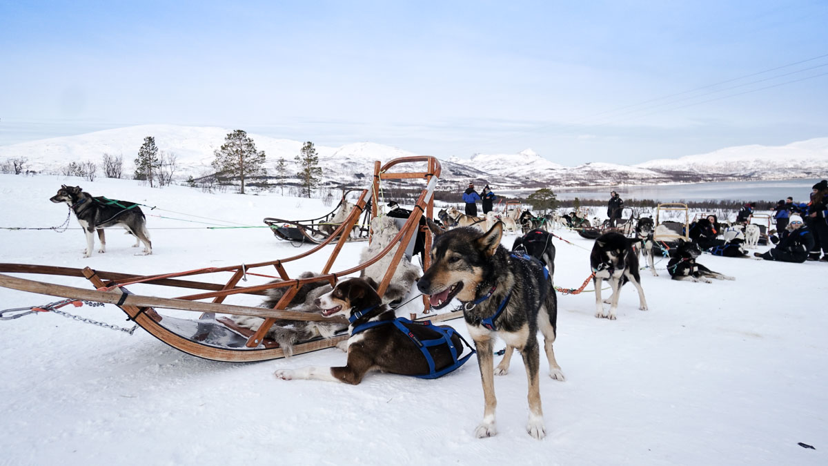 Husky Sledding - Travel Bucket List