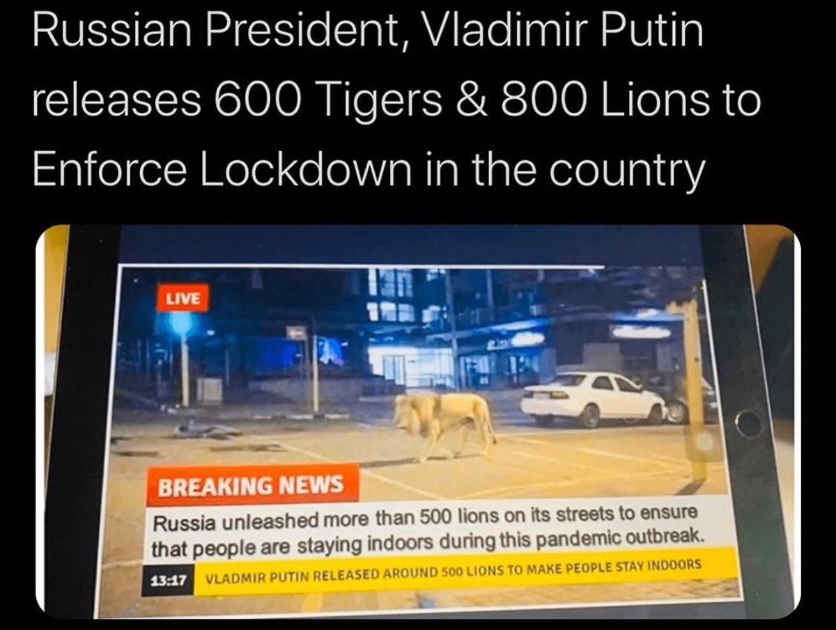 Lions in Russia - COVID-19 Fake News