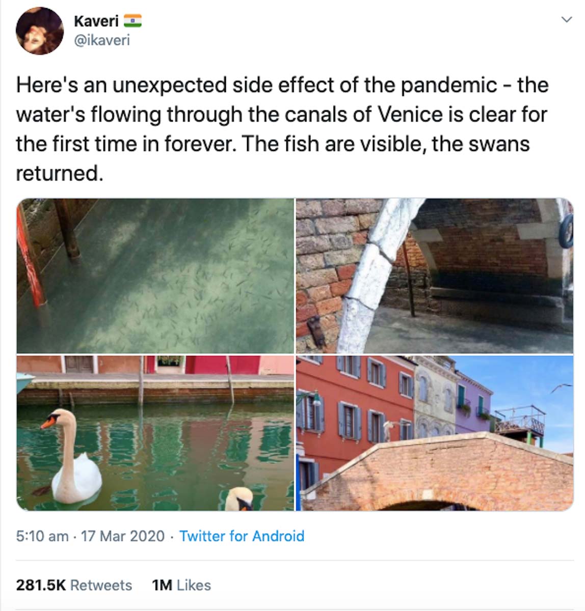 Venice Canal Swans Tweet - COVID-19 Sustainable Tourism