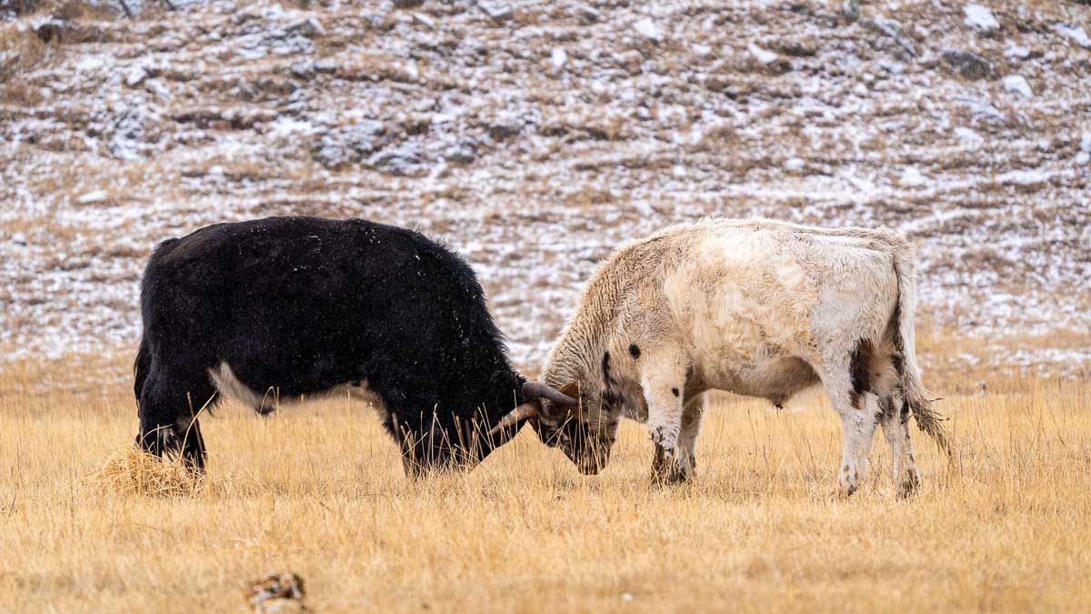 Bulls fighting - Travelling to Mongolia