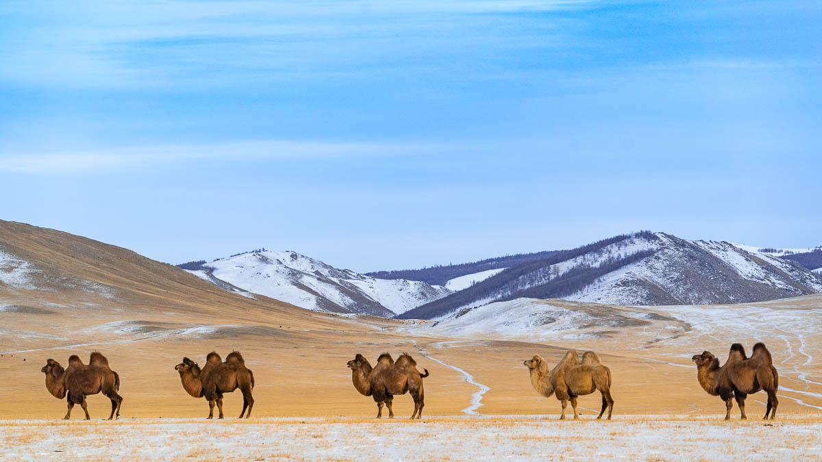 Camels - Travelling to Mongolia