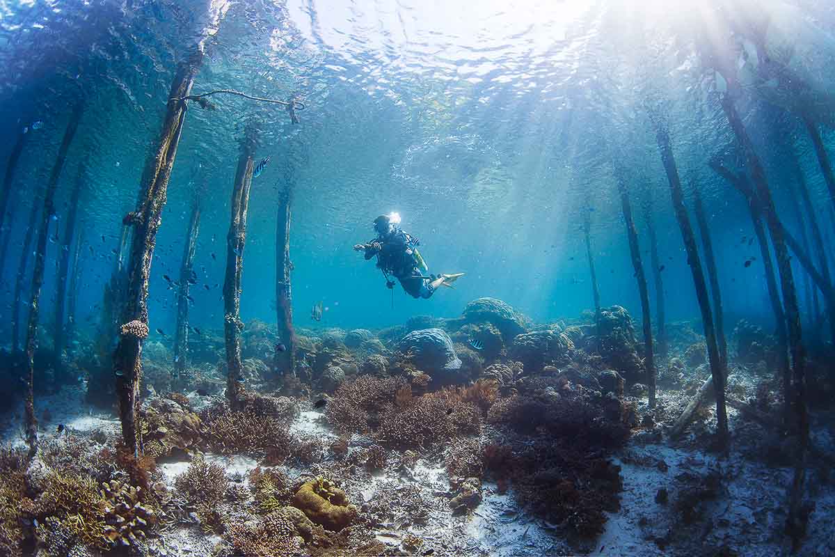 Diving Raja Ampat - The Travel Intern - untitled