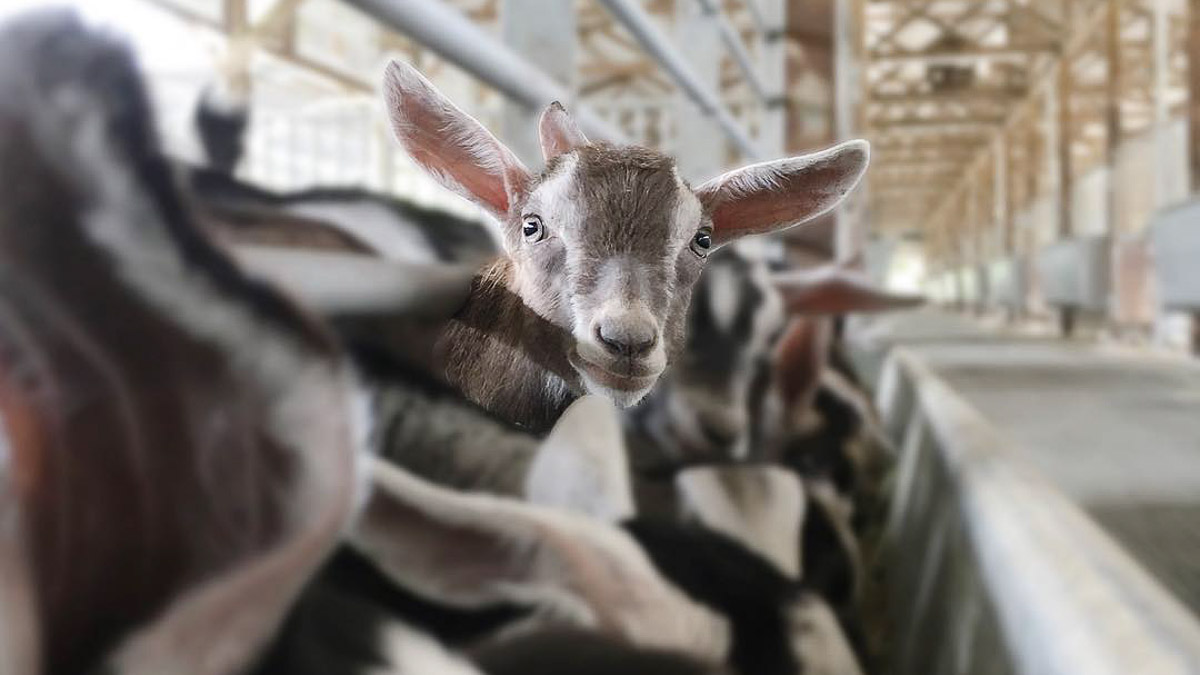 Hay Diaries Goat Farm - Reasons to visit Singapore