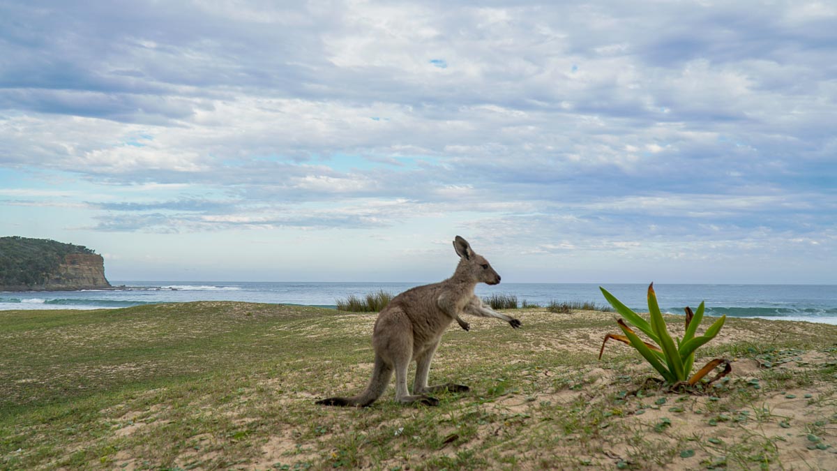Kangaroo Beach - Live from Aus