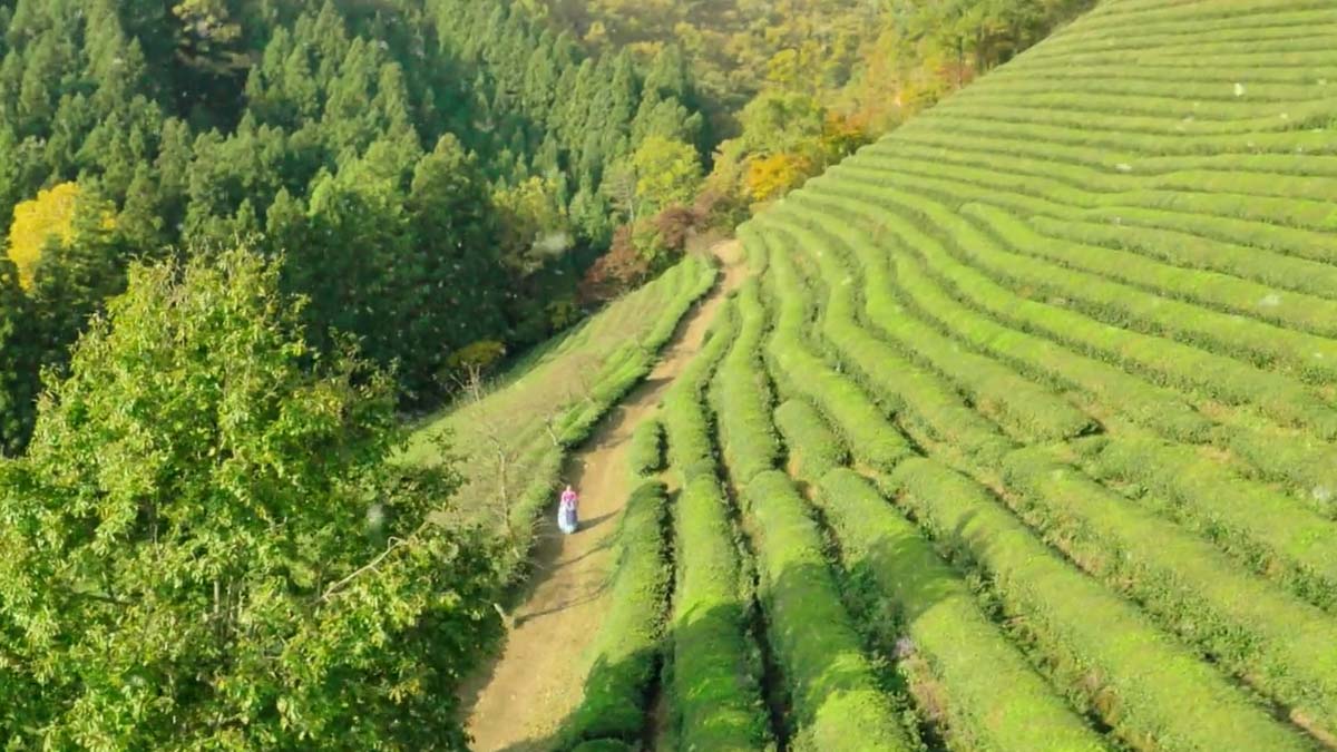 Boseong Green Tea Field Legend of the Blue Sea - K-drama Filming Locations