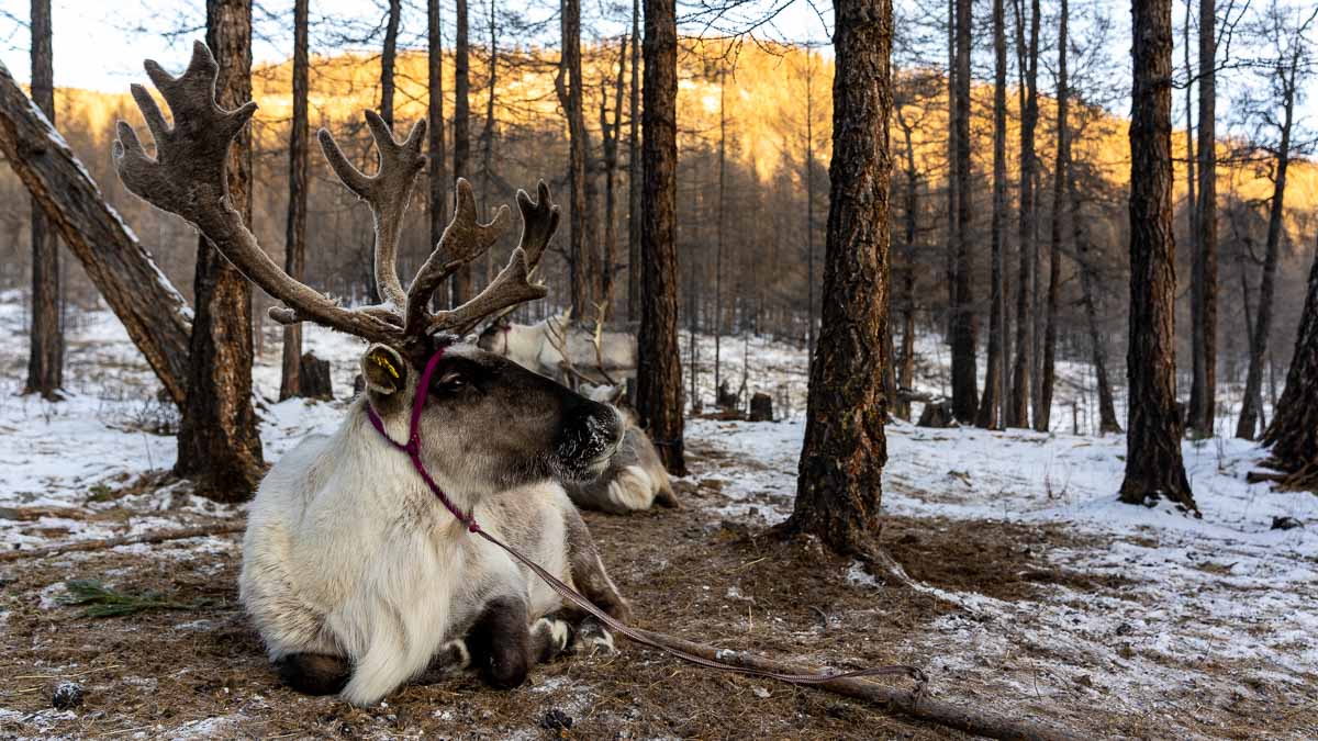 reindeer in mongolia - Saving the earth on holiday