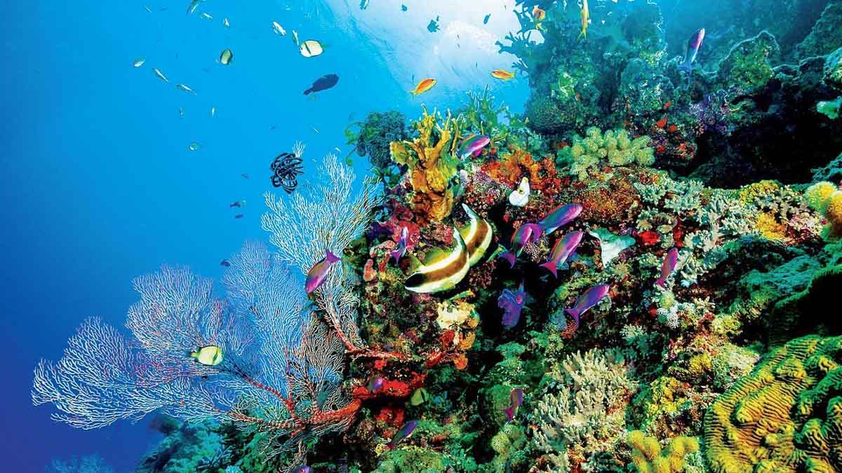 Australia Great Barrier Reef - Unique Travel Experiences
