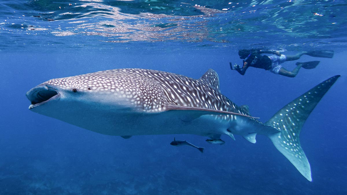 Diving with Whale Sharks in Maldives