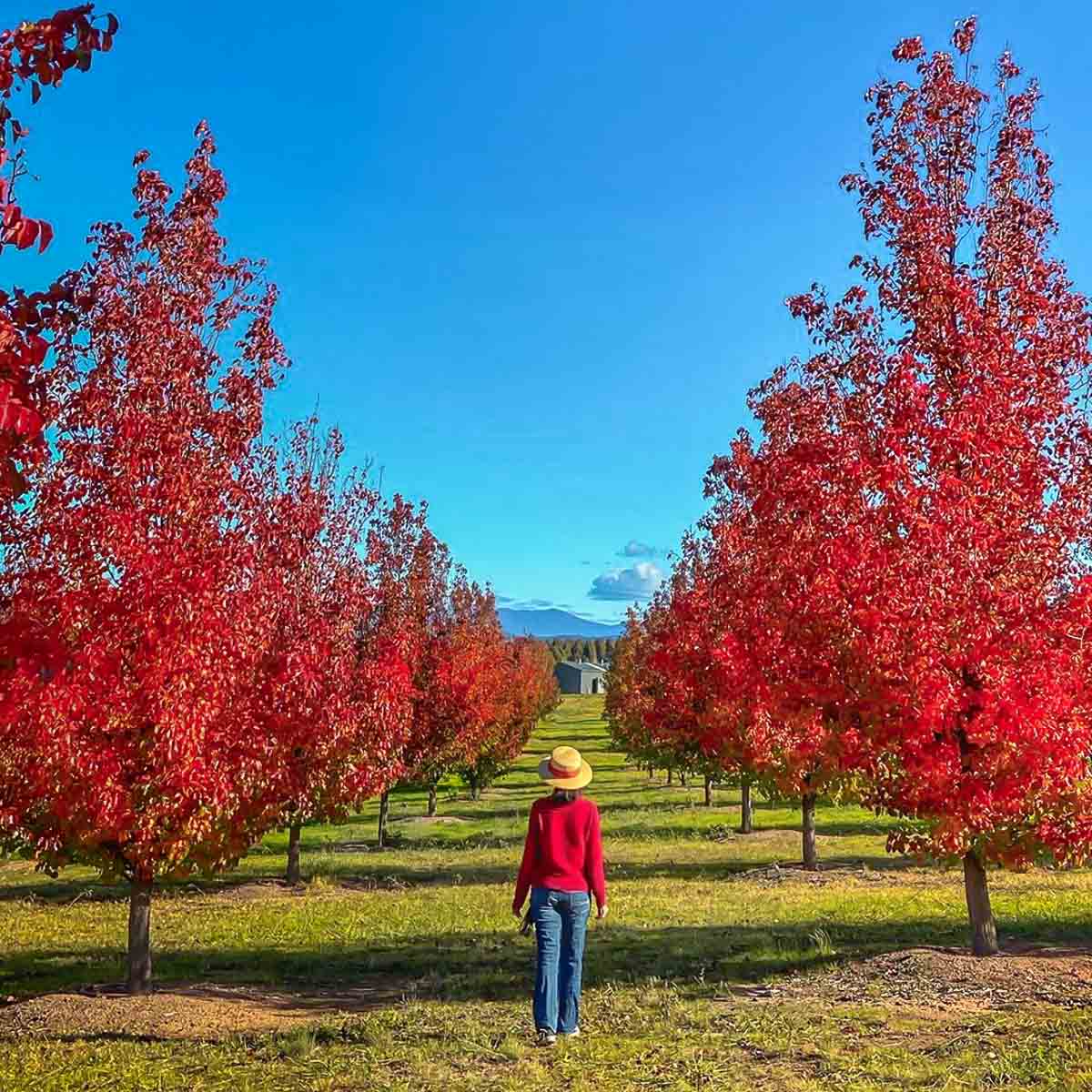 Person Along National Arboretum Canberra in Autumn - Places to Visit in Australia