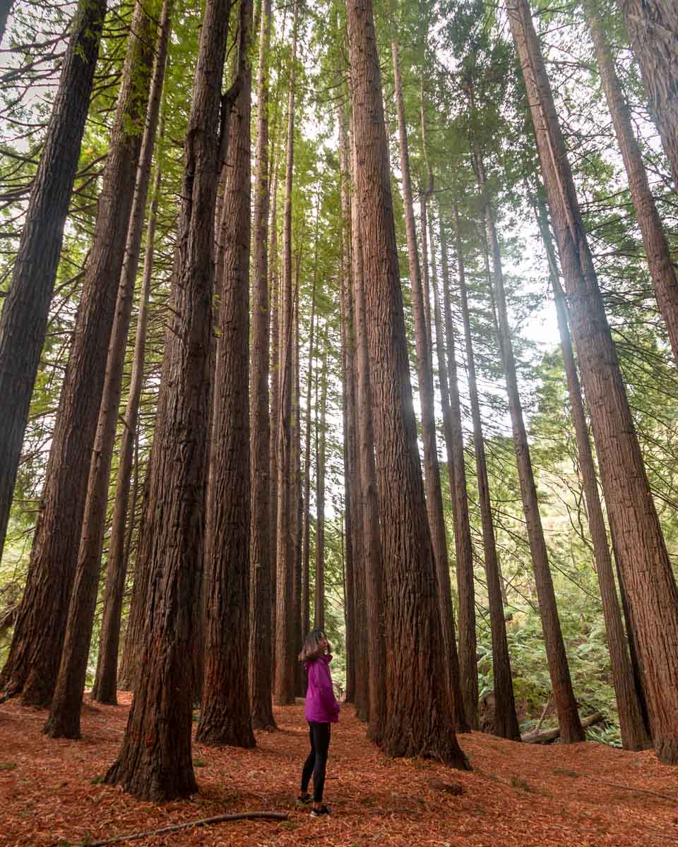 Redwood Forest in East Warburton Victoria - Places to Visit in Australia