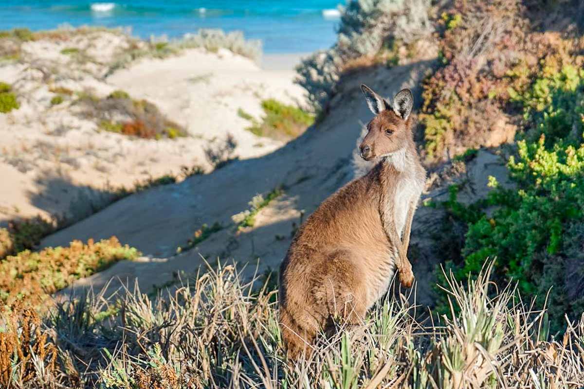 Wild Kangaroo at Almonta Beach - Instagrammable South Australia