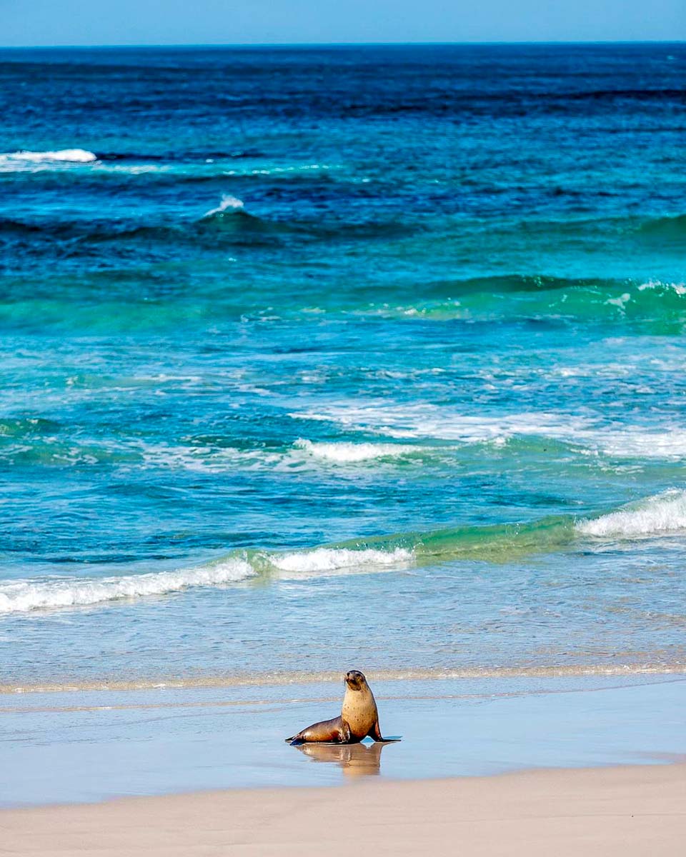 Wild Seal at Kangaroo Island - Instagrammable South Australia