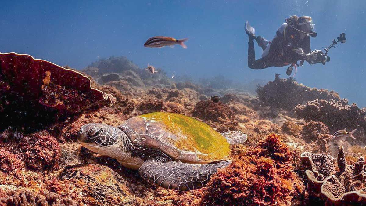 Diving at Byron Bay Julian Rocks - Things to do in New South Wales