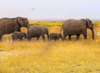 Saving the Earth on Holiday — 9 Eco-friendly Activities to Try in 2023 Featured - Saving the earth on holiday