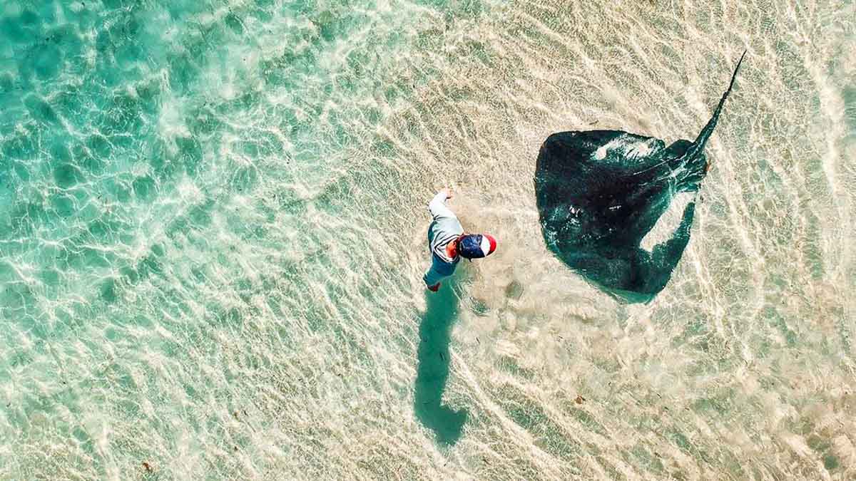 Hamelin Bay Wild Stingrays - Lesser-Known things to do in Western Australia