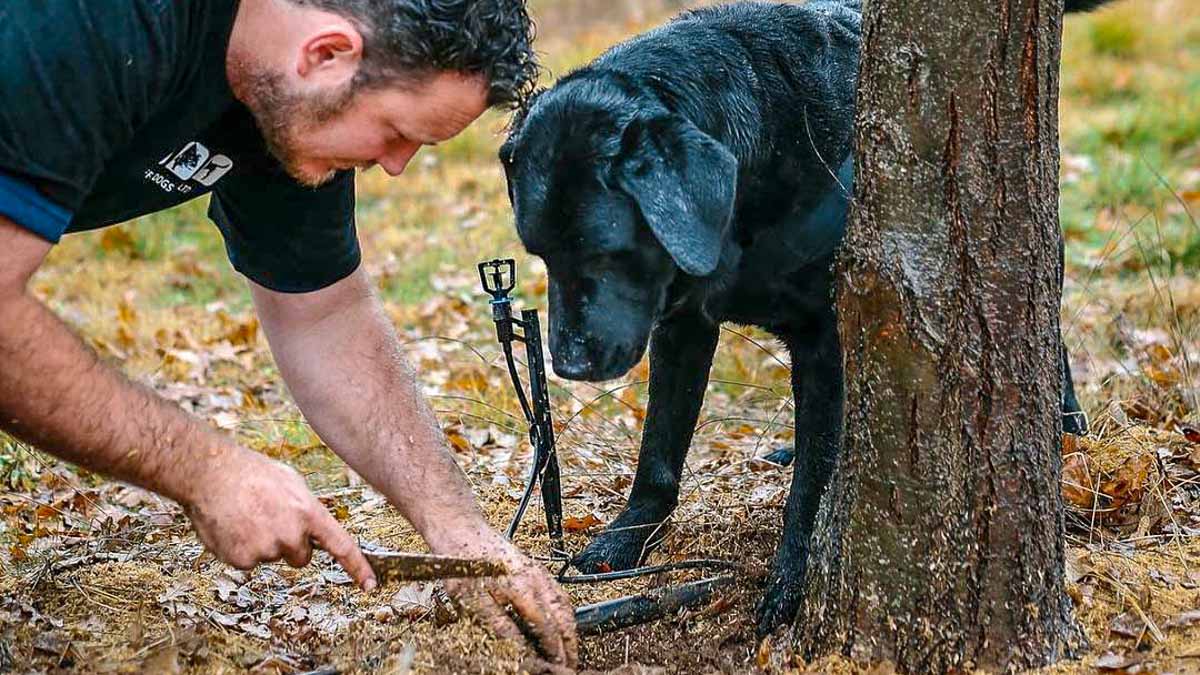 Hunting for Truffles at the Truffle Farm - Travelling in the Australian Capital Territory