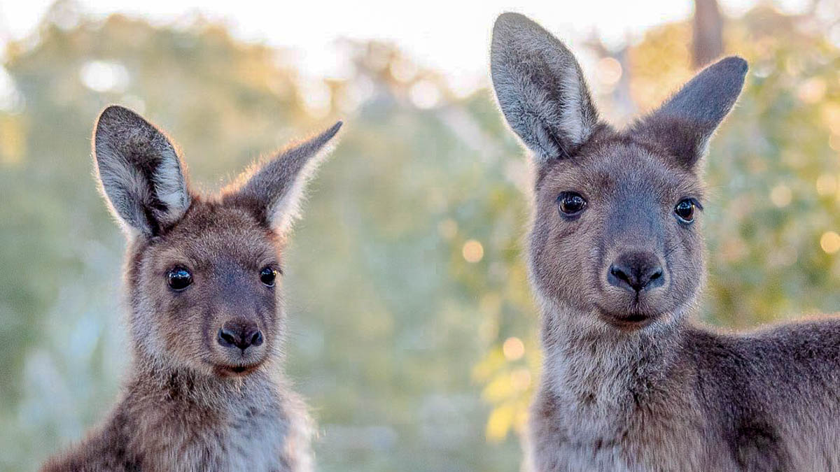 Kangaroos at John Forrest National Park - Lesser-Known things to do in Australia