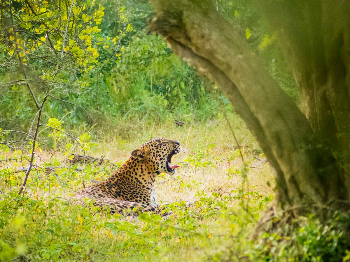 Leopard in Yala National Park Sri Lanka - Facts About The World