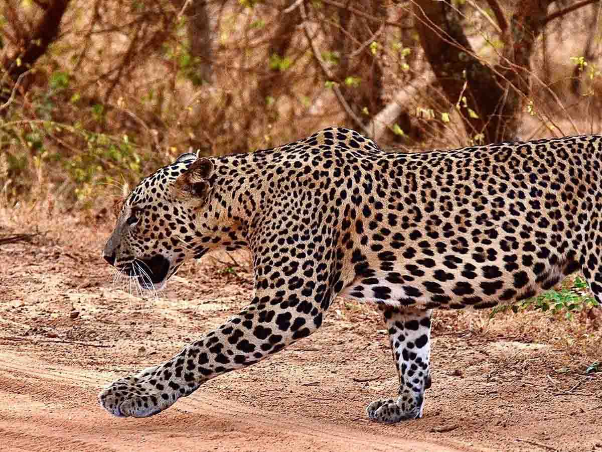 Leopard in Sri Lanka Safari - Saving the Earth on Holiday