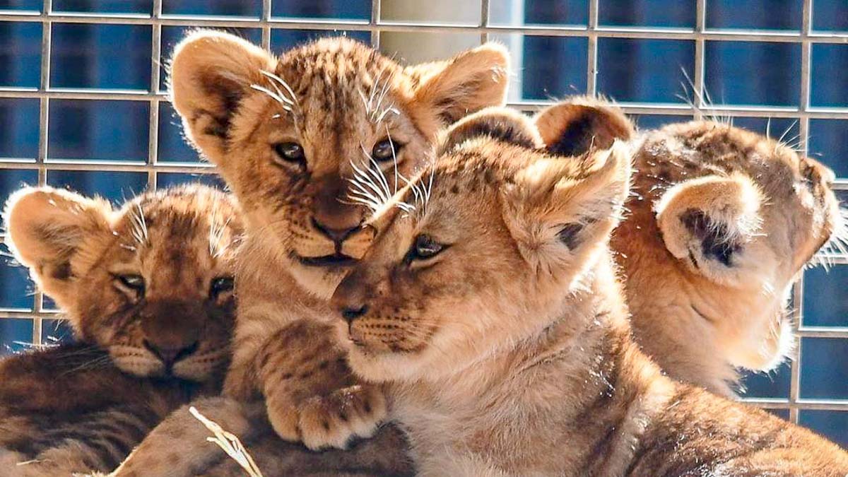 Monarto Safari Park lion cubs - Australia recommended by locals travellers celebrities