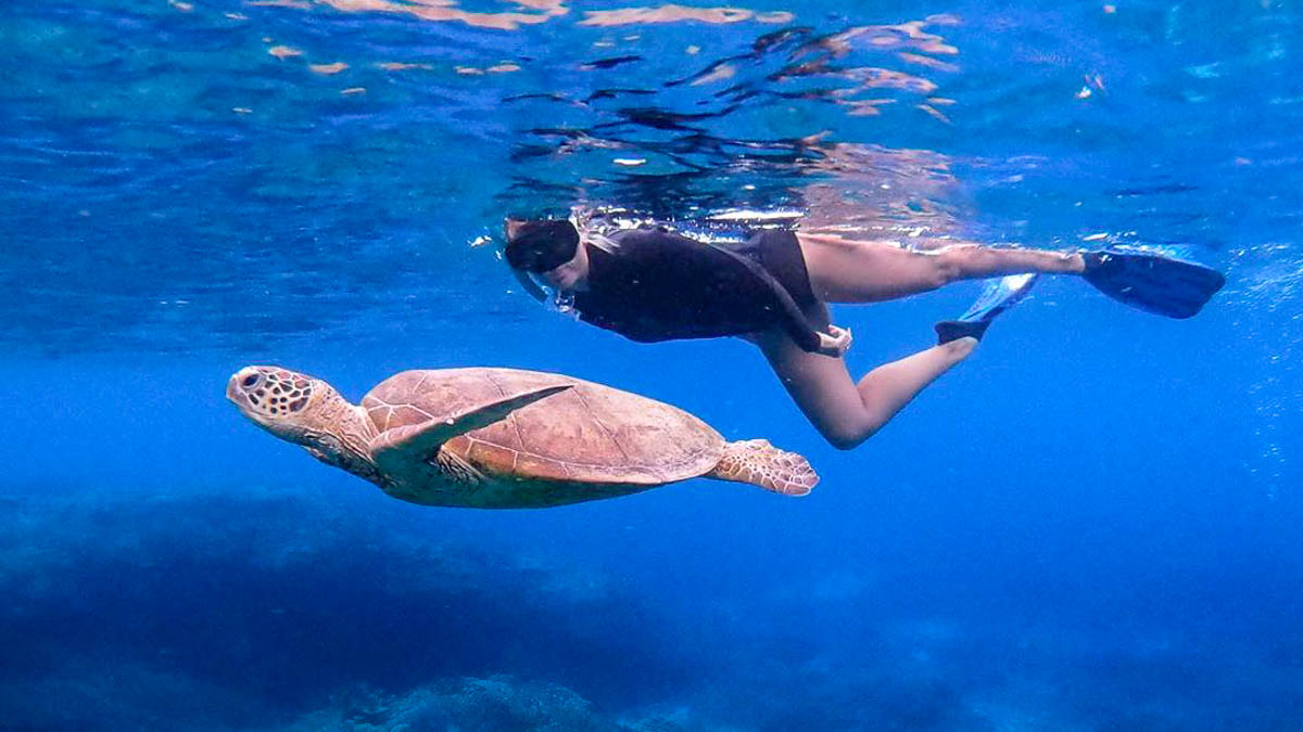 Snorkelling at Lady Elliot Island - Things to do in Queensland