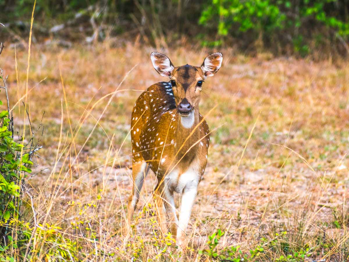 Sri Lankan Axis Deer at Wilpattu National Park - Facts About The World