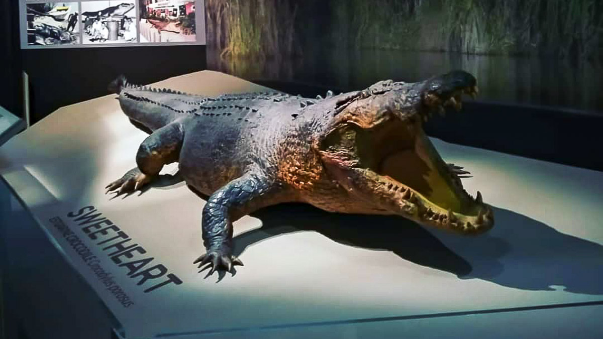 Sweetheart Crocodile - Australia recommended by locals travellers celebrities