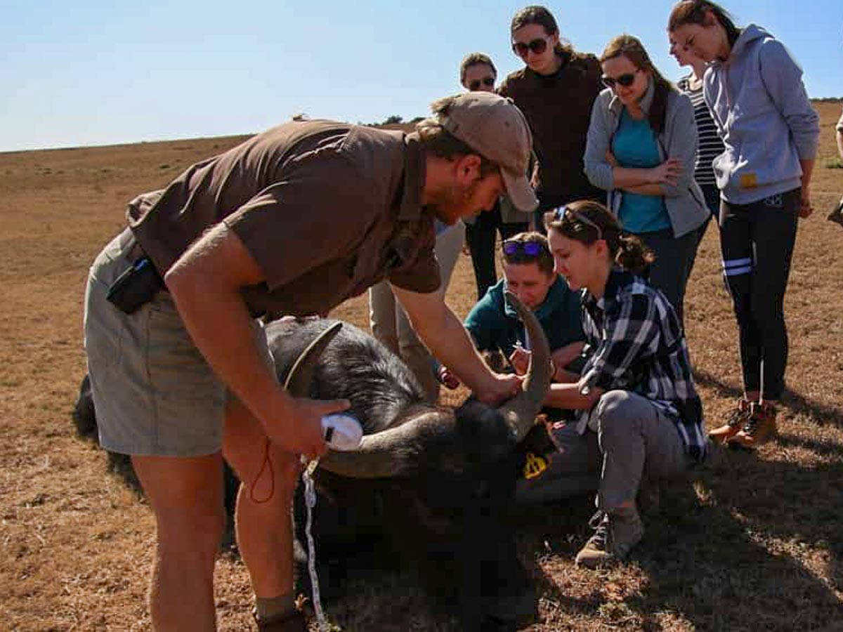Volunteer work in Africa - Animal Ecotourism