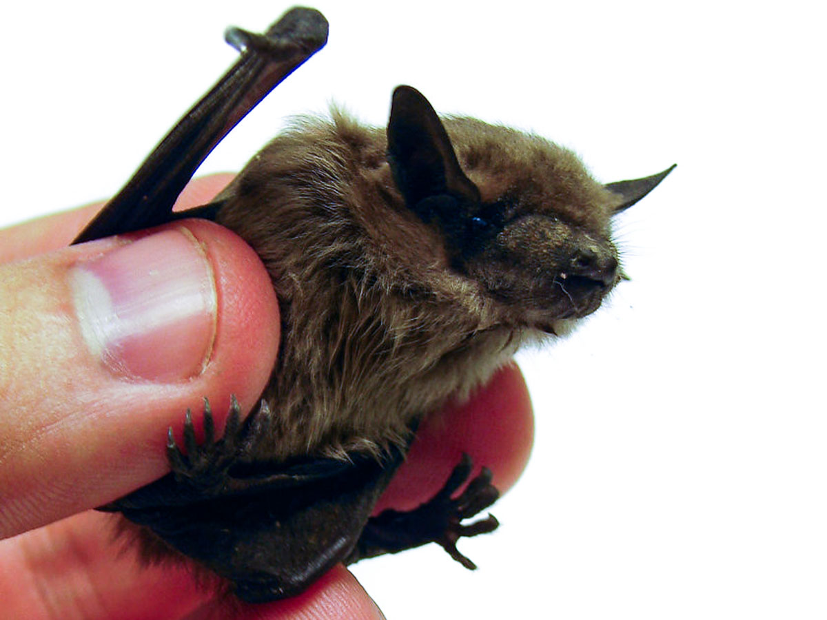 Bumblebee Bat Thailand Tiniest Bat in the World - Facts About The World