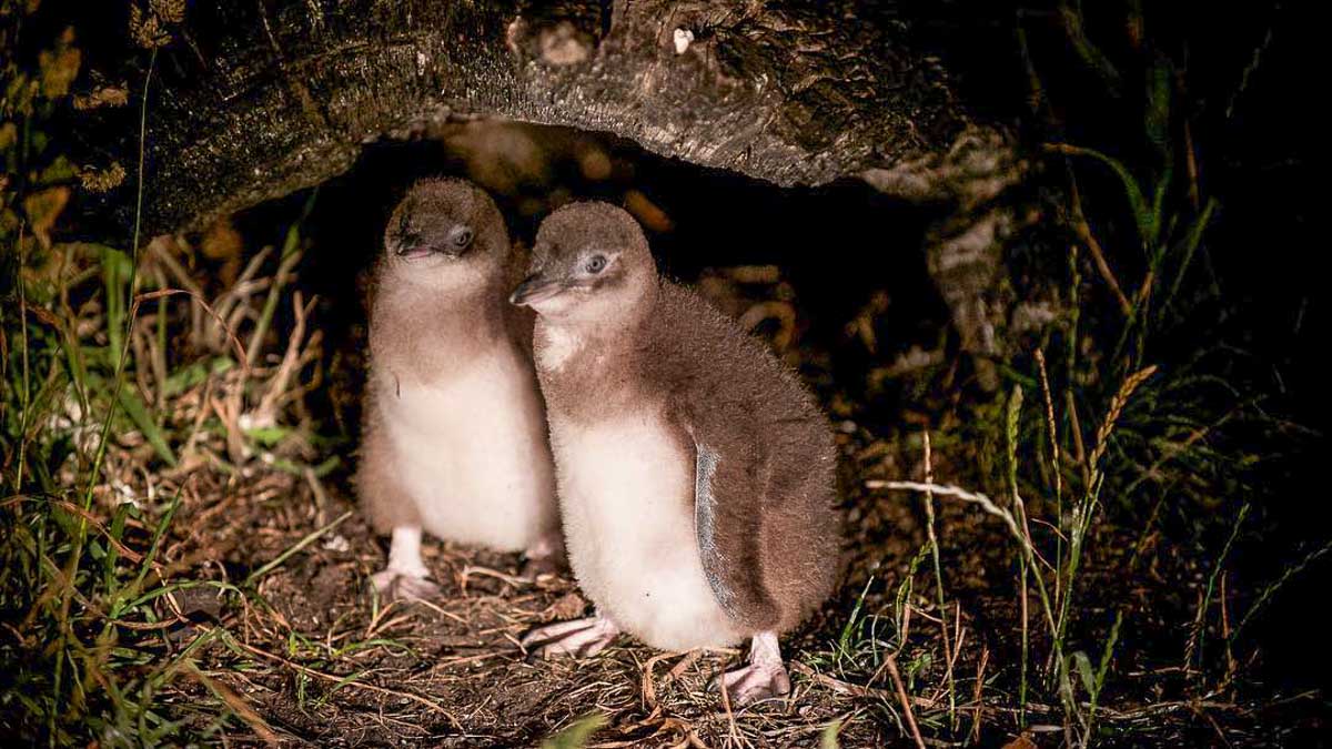 Bicheno Penguin Tour - Australia Road Trip Itinerary