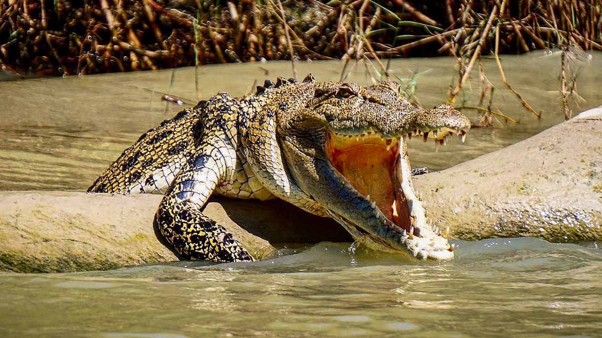 Crocodile Spotted at Kakakdu National Park - Australia Road Trip Itinerary