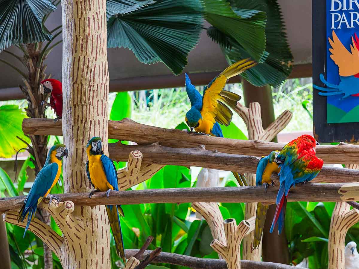 Jurong Bird Park Singapore Parrots - Singapore Deals