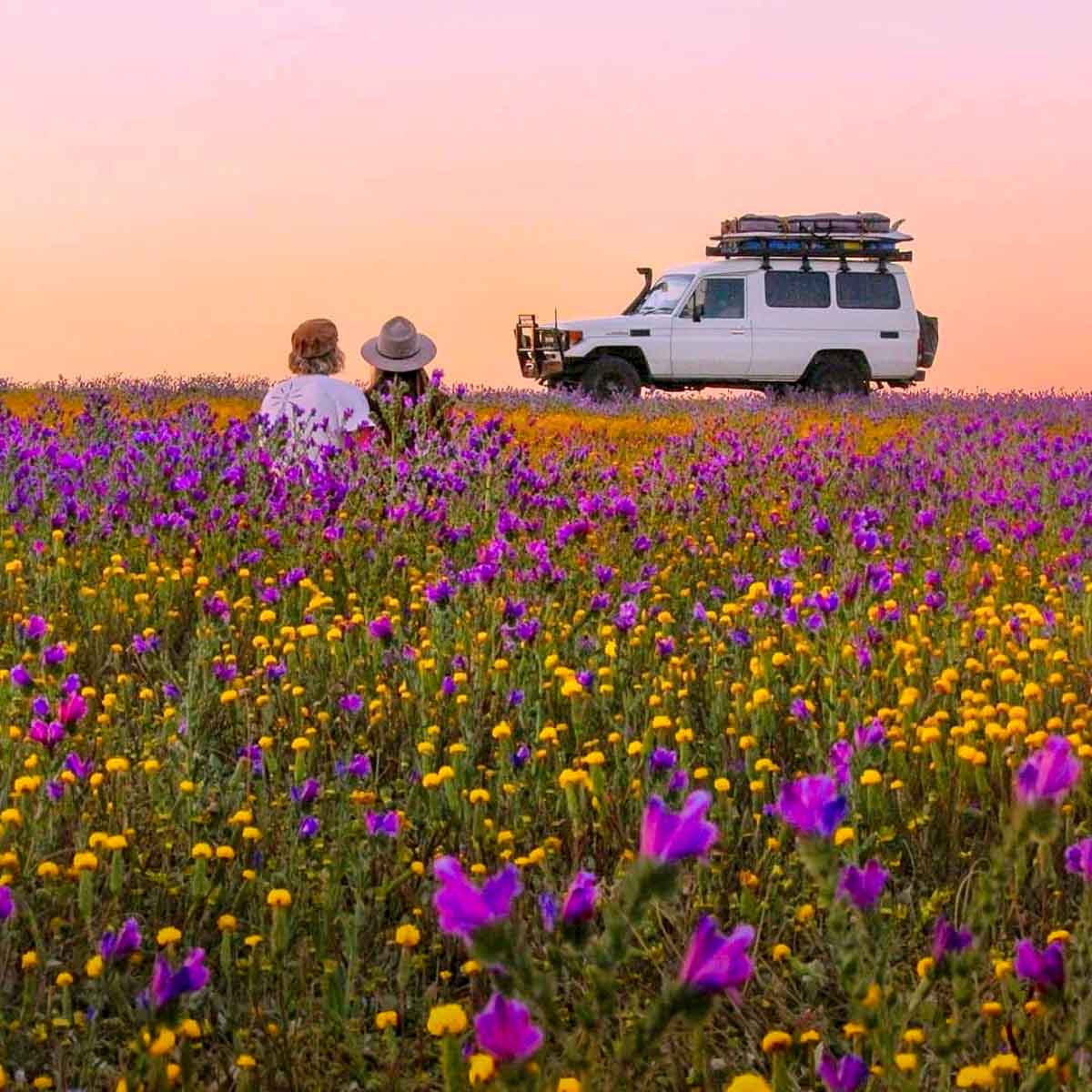 Kalbarri Wildflower Trail - Australia Road Trip Itinerary