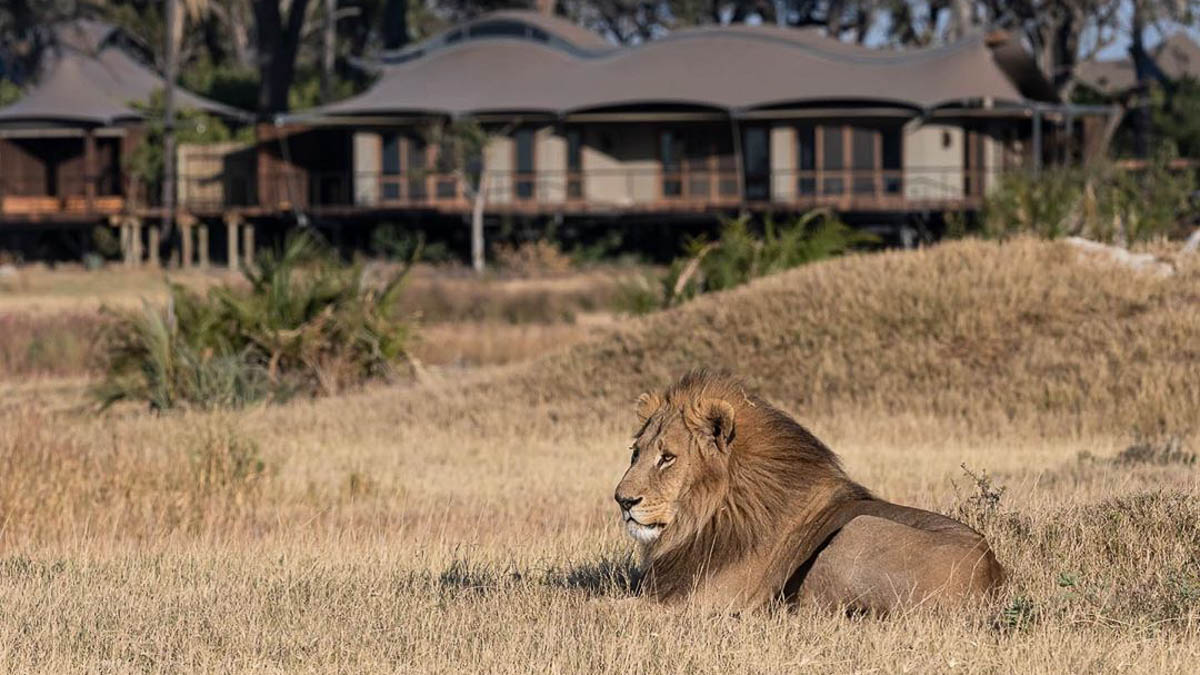 Lion Lounging by Xigera Safari Lodge On the Plains - Travel Bucket List