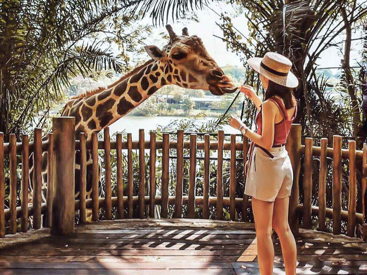 Girl Feeding Giraffe at Singapore Zoo - Things to do in SingaporePhoto credit: @joannejojobi via Instagram