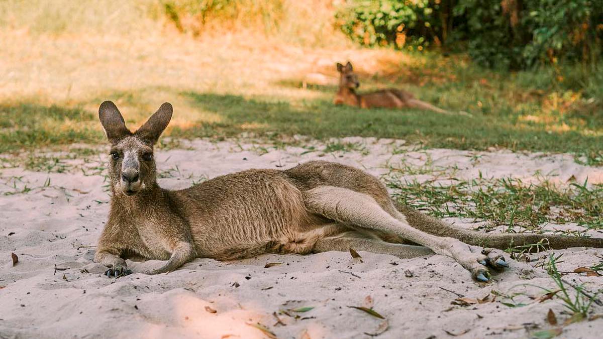 Wild Kangaroo Lazing at Noosa North Shore - Australia Road Trip Itinerary