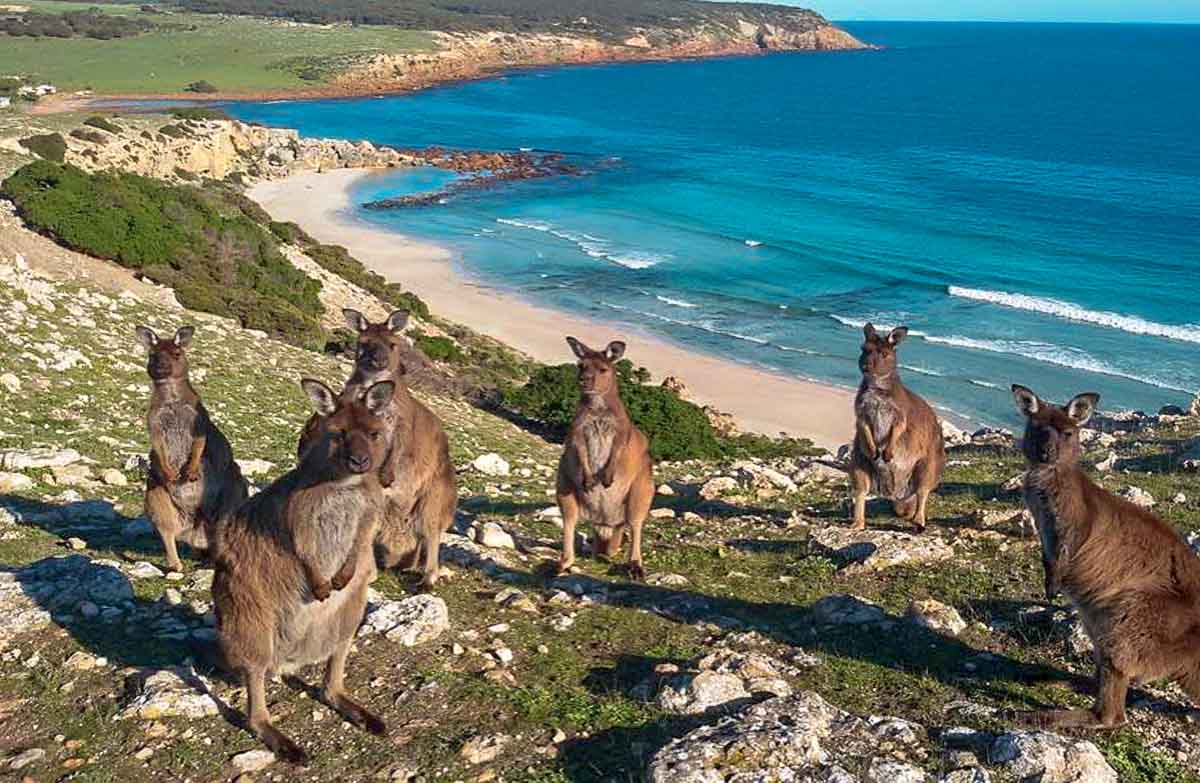 Wild Kangaroos on Kangaroo Island - Places to Visit in South Australia