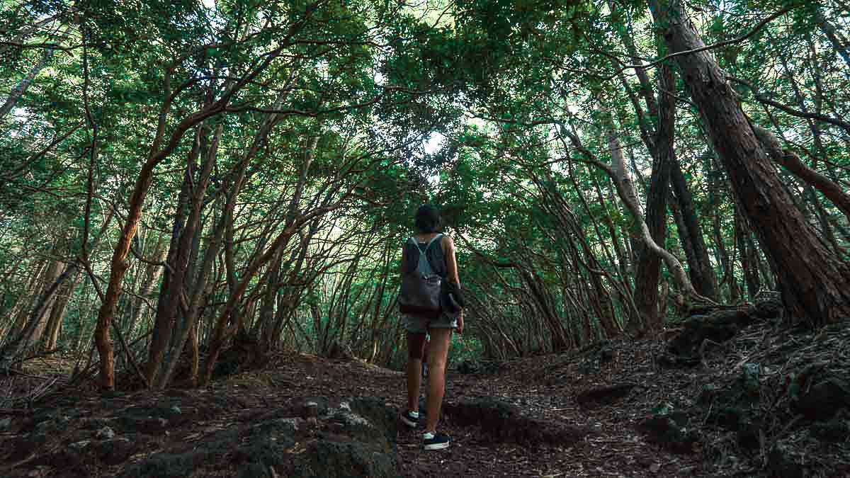 Aokigahara Suicide Forest - Creepiest Places Around the World