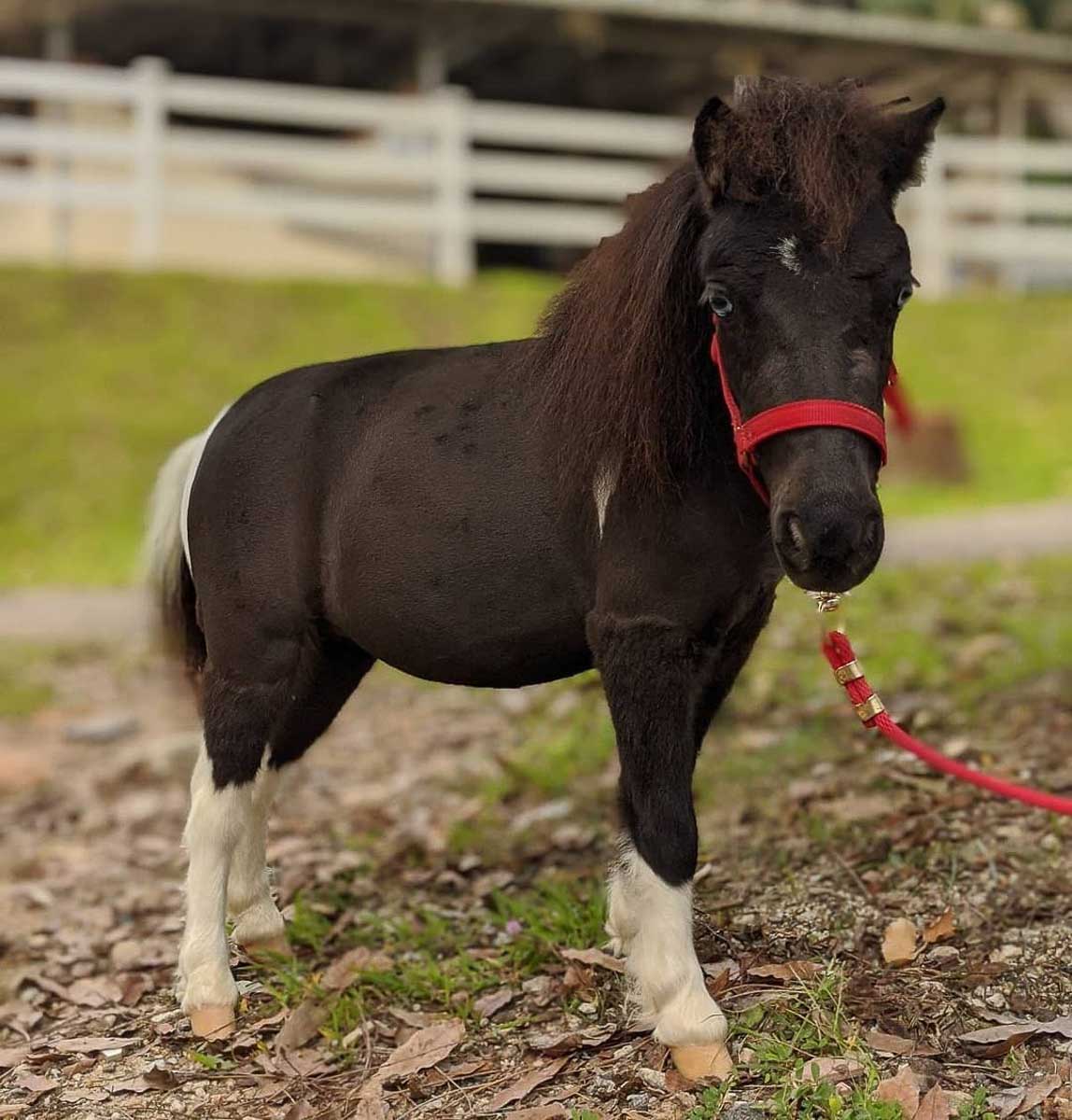 Equal Miniature Horse - Things to do in Singapore