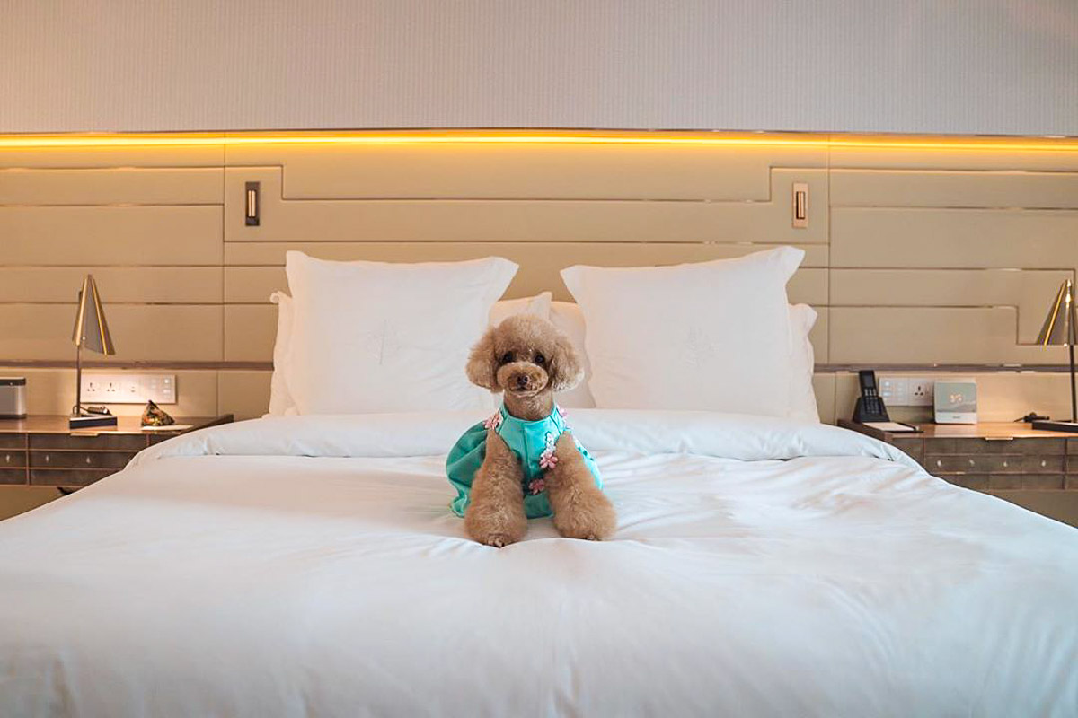 Orchard Hotel Singapore Pet Friendly Accommodation - Singapore Staycation