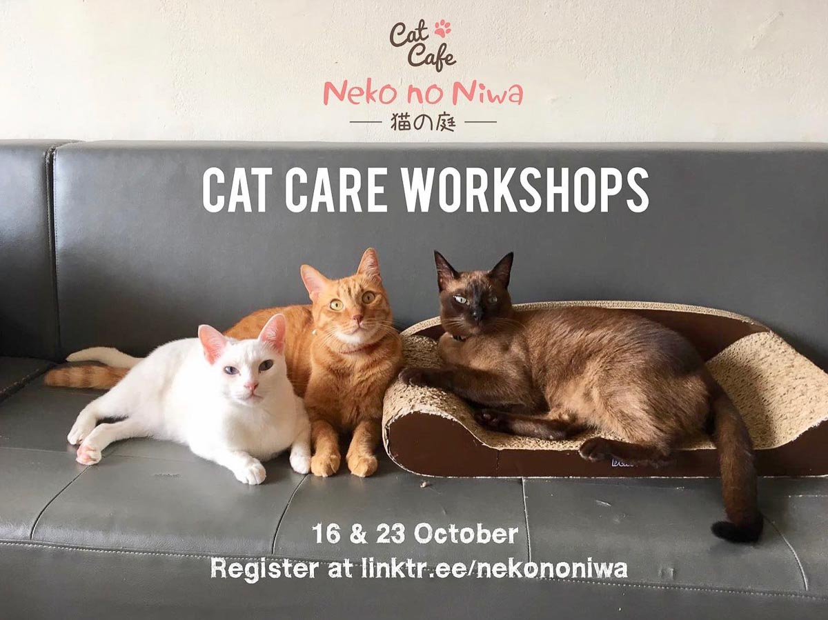 Cat Cafe Neko no Niwa Cat Care Workshop - Singapore