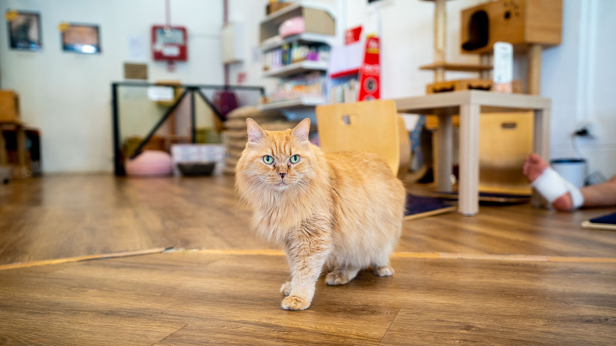 Cat walking in The Cat Cafe - Cat and dog cafes