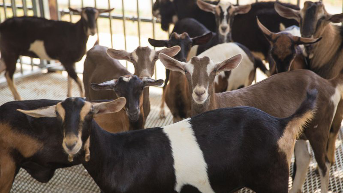 Goats at Hay Dairies Goat Farm 